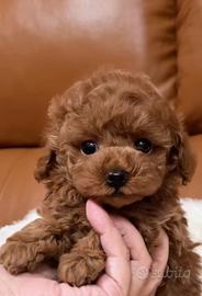 Barboncina TOY italiana