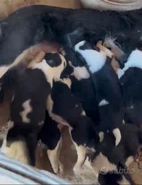 Cuccioli di Border Collie Bianco e Nero