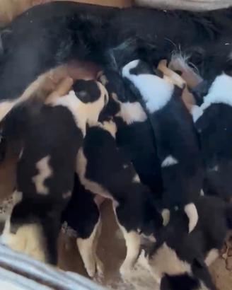 Cuccioli di Border Collie Bianco e Nero