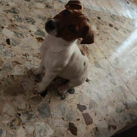 Jack russell terrier