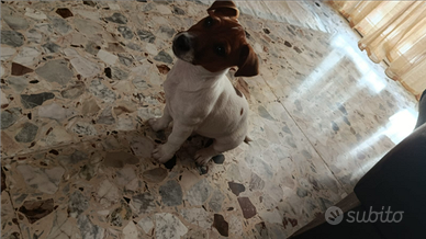 Jack russell terrier