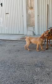 segugio dell appennino 