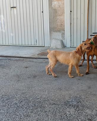 segugio dell appennino 