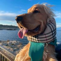 Cocker Spaniel da monta