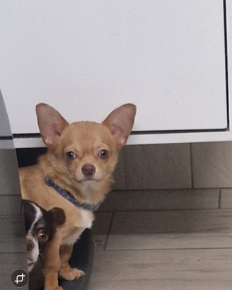 Chihuahua