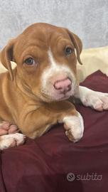 Simil Pittbull 2 mesi femmina