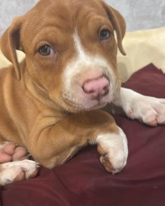 Simil Pittbull 2 mesi femmina