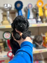 Barboncino vari colori