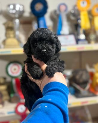 Barboncino vari colori