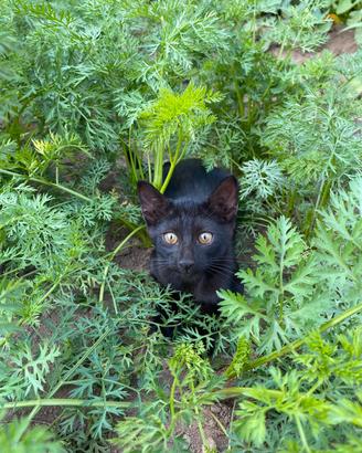 Gattina nera