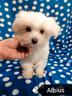 maltese-cuccioli-linea-coreana