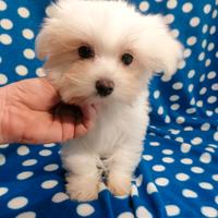 Maltese cuccioli linea coreana