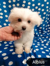 Maltese cuccioli linea coreana