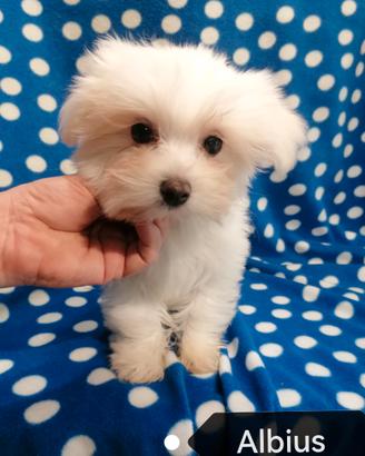 Maltese cuccioli linea coreana