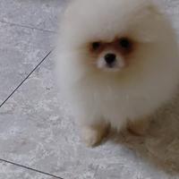 Spitz Pomerania nano