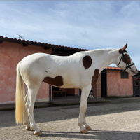 Cavalla Paint con occhi azzurri