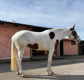 Cavalla Paint con occhi azzurri