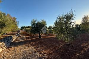 CASA DI CORTE A CEGLIE MESSAPICA
