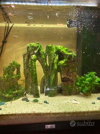 Acquario JUWEL 120L completo + pesci (guppy) – AFF