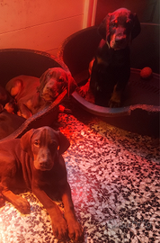 Dobermann cuccioli