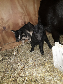 Capretti maschi tibetano nano