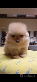 Spitz nano di Pomerania