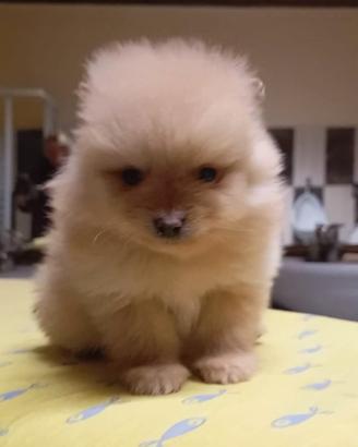 Spitz nano di Pomerania