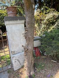 Raro tronco stagionato di albero di Bosso(Buxus)