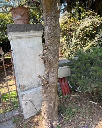 Raro tronco stagionato di albero di Bosso(Buxus)