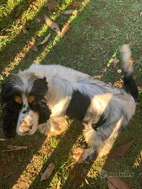 Cocker spaniel di 4 anni