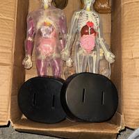 Corpo umano maschio e femmina