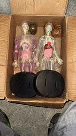 Corpo umano maschio e femmina