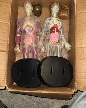 Corpo umano maschio e femmina