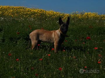 Malinois