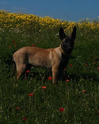 Malinois