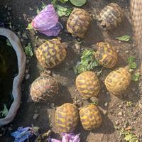 Testudo Hermanny Hermanny e Bottgeri nate 2025