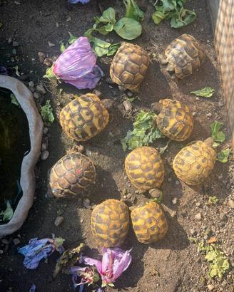 Testudo Hermanny Hermanny e Bottgeri nate 2025