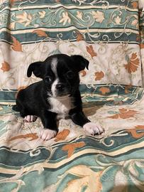 Chihuahua maschietto