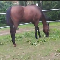 Cavallo per principianti