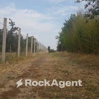 OLIVETO IN PRODUZIONE ALLE PORTE DI VITERBO