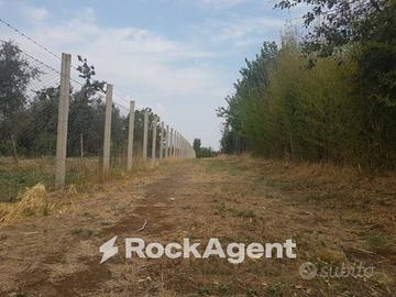 OLIVETO IN PRODUZIONE ALLE PORTE DI VITERBO