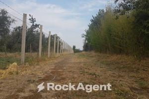 OLIVETO IN PRODUZIONE ALLE PORTE DI VITERBO