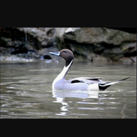 Anatre codone europeo