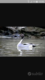 Anatre codone europeo