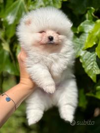 Spitz pomerania nano pedigree