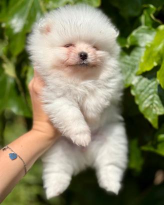 Spitz pomerania nano pedigree