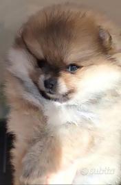 Cuccioli Spitz Tedesco Nano