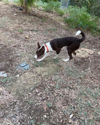 Podenco andaluso femmina per coniglio