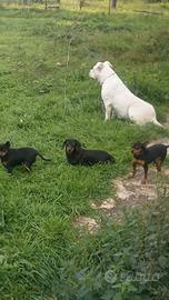 Bassotta mini originale