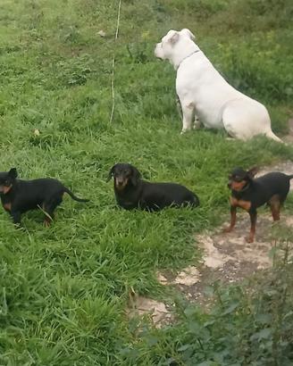 Bassotta mini originale